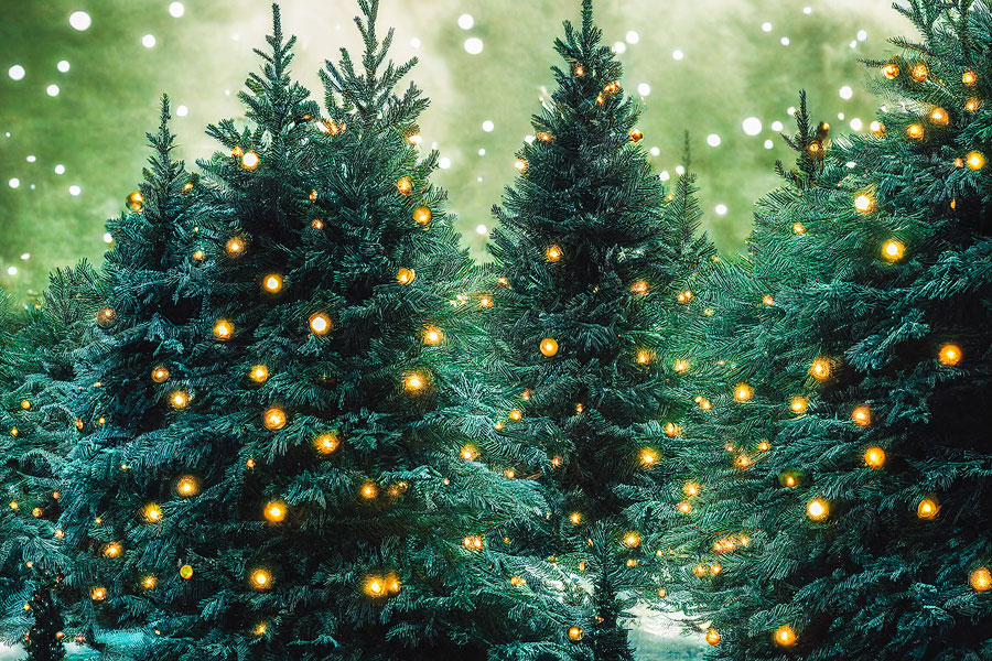 Großer Weihnachtsbaumverkauf vom 10.12. bis 23.12.2022 dem unteren Parkplatz des Melchendorfer Marktes
